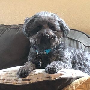 Meet your Posher, Maya